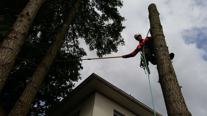 Baumpfleger steht gesichert auf einem gekürzten Stamm über einem Flachdach und arbeitet mit Werkzeug in der Krone.